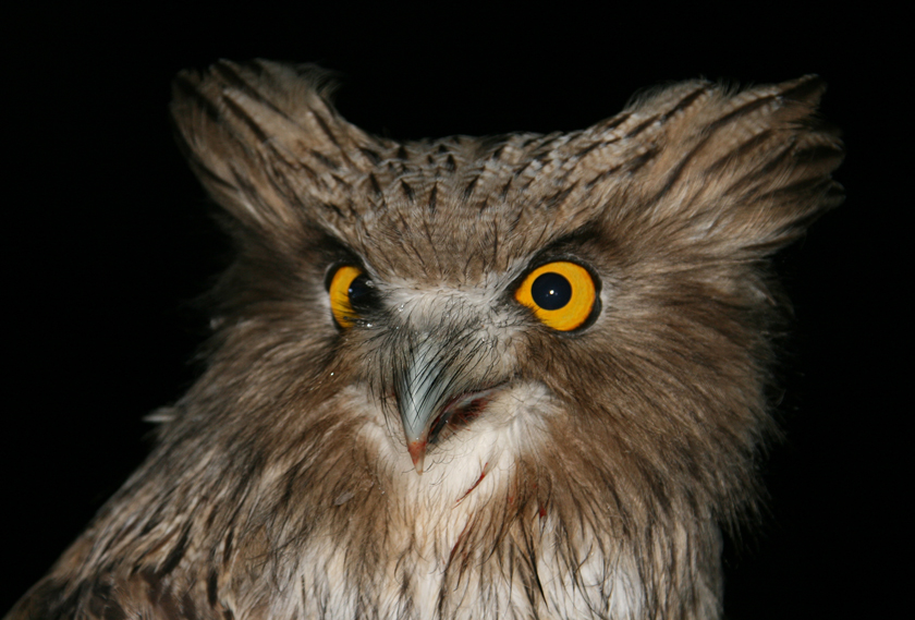 They may look like Muppets, but Blakiston’s fish owls are fierce predators. Photo: J. Slaght/WCS Russia.